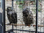 FGR asegura tortuga lagarto, búhos, dragones barbudos… en Tijuana 
