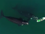 Ballena Franca Austral, un espectáculo de la naturaleza al sur del continente