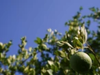 ¡Nooo! Por altas temperaturas prevén escasez de limón