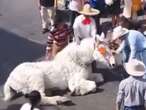 VIDEO: Colapsa caballo que jalaba calandria de quinceañera en Atlixco