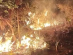Denuncian ecocidio en Holbox: incendio arrasó 670 hectáreas de selva protegida
