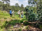 Encabeza Profepa retiro de seis mil 260 plantas de aguacate sembradas ilegalmente en Michoacán