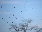 Brasil, el mayor exportador de pollos en el mundo, sufre una crisis sinigual