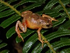 Identifican nuevas ranas con tubérculos y colores únicos en la Amazonía peruana