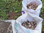 Aseguran más de 5 mil huevos de tortuga marina golfina en costales