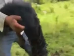 Entre ‘risas’ dos sujetos cometen maltrato animal en Hidalgo 