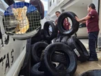 Hallan cachorro de tigre en bodega de llantas