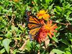 Vuela mariposa Monarca de regreso a EU y Canadá después de hibernar en México