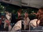 Indignación en Chihuahua; exigen castigo ejemplar a jóvenes que embriagaron a una perrita callejera