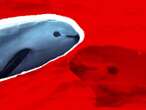 México queda mal parado ante CITES por no cumplir con protección de vaquita marina