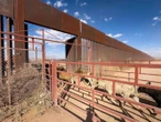 EU vuelve a cerrar la frontera a la exportación de ganado mexicano por gusano barrenador