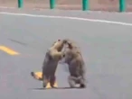 Adorable pela de marmotas provoca atasco en carretera de China