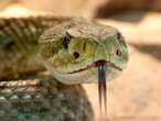 Mujer muere tras mordedura de serpiente venenosa en Uruguay