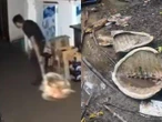 ¡Indignación en Puerto Vallarta! Denuncian matanza de tortugas y saqueo de nidos en Boca de Tomates | VIDEO