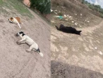 ‘Los perros no eran agresivos’, denuncian envenenamiento de tres lomitos en Hidalgo