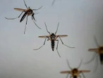 El dengue, una amenaza que crece en Hidalgo