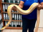 Profepa asegura una pitón de Birmania en Ciudad Juárez