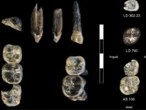 Encuentran en Etiopía dientes de un ancestro humano nunca antes visto