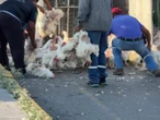 ¡Pollitos en fuga! Pobladores roban gallinas de tráiler volcado