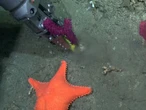Argentina se vuelca y 'banca' el streaming de un robot submarino científico