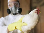 Brasil congela envío de pollo por brote de gripe aviar y afecta a China y UE