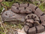 México impulsa protección total para las víboras de cascabel; ¿están en peligro todas las especies?