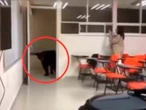 VIDEO: Oso se adelanta al regreso a clases; invade salón NL