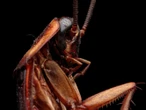 Mujer incendia su edificio por 'eliminar' a una cucaracha... con el encendedor
