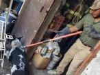 Perros atacan y matan a una bebé en Tamaulipas