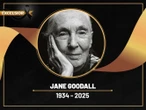Muere Jane Goodall, la eminente primatóloga que narró la vida de los chimpancés