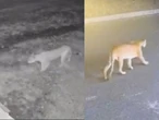 VIDEO: Avistamiento de puma en Nuevo León; autoridades piden no alarmarse