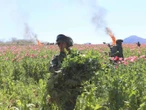 Ejército y Guardia Nacional destruyen plantíos y aseguran armas  