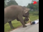 Selfie imprudente: el encuentro que casi le cuesta la vida a un turista en Bandipur