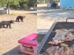 ¿Se armó con todos? Osos llegan a la carnita asada de una familia en Nuevo León | VIDEO