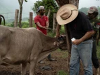 Suman 55 casos de miasis en humanos por gusano barrenador