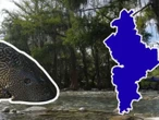 Pez diablo reaparece en presa de Nuevo León