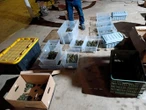 Hallan más de tres mil crías de tortugas transportadas en cajas de cartón