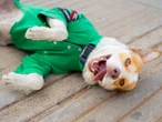 Un perrito con uniforme y miles de fans: Mailo, el gasolinero de corazón