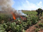 Ejército Mexicano destruye 172 plantíos de amapola y mariguana en cinco estados 