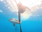 Aprueba Semarnat polémico nado con orcas en Baja California Sur