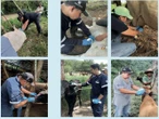 Avanza gusano barrenador del ganado al norte y centro del país; reportan casos en NL y Puebla
