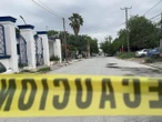 Abejas africanas matan a un hombre y a un perro en Tamaulipas 