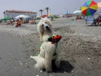 La UE adopta reglas por el bienestar de los perros y gatos