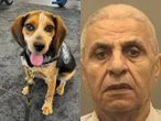 Hombre ataca a "Freddie", un perro policía que detectó cargamento ilegal