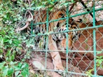 Suman 16 grandes felinos rescatados de la violencia en Sinaloa