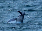 Dónde ver ballenas jorobadas en Michoacán; guía con playas, fechas y consejos