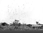 La gran plaga olvidada: Langostas se devoraron a México en 1925