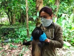 S.O.S. Realizan estudios para salvar al mono saraguato de la extinción