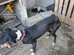 Hallan 32 perros muertos de hambre en una finca; policías rescatan a otros en desnutrición