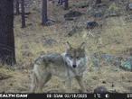 Así reaparece el lobo mexicano libre: una historia de esperanza en el norte del país